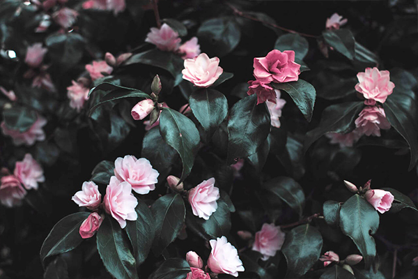 Анна Басова